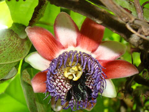 Sivun Passiflora alata Curtis kuva