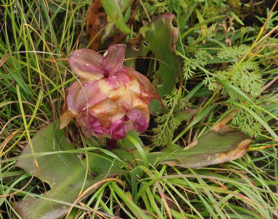 صورة Eucomis schijffii Reyneke