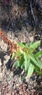 صورة Digitalis lutea subsp. australis (Ten.) Arcangeli