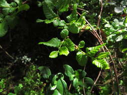 Image of roble beech