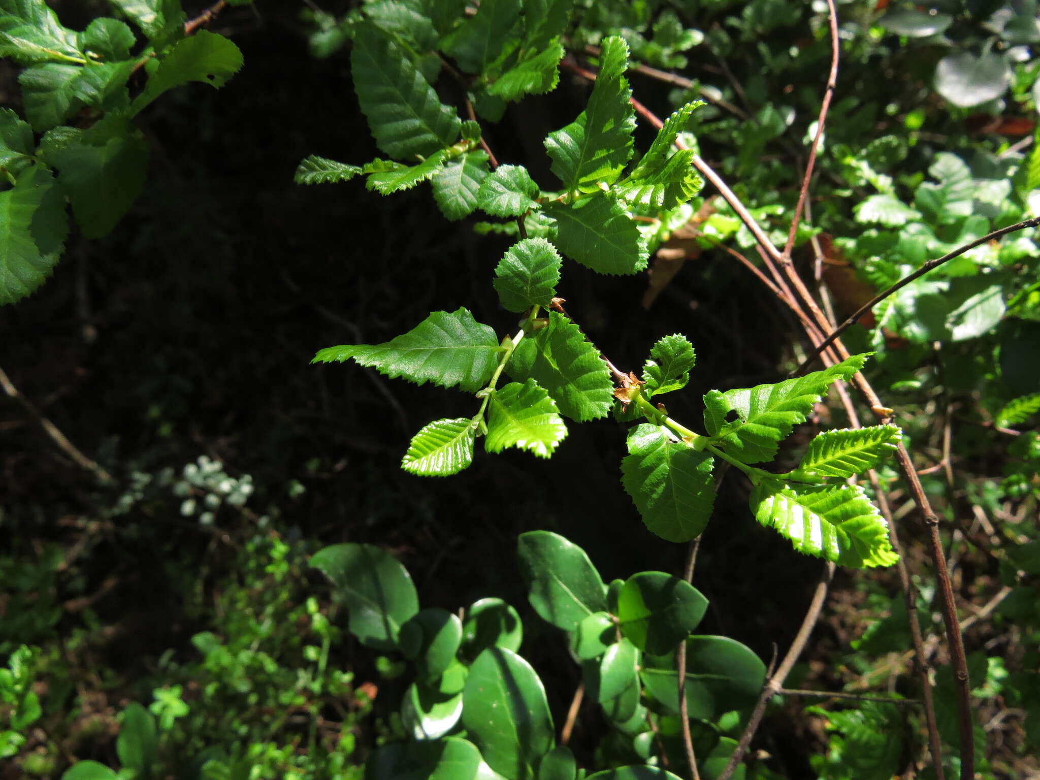 Image of roble beech