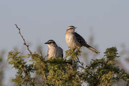 Image of Chalk-browed Mockingbird