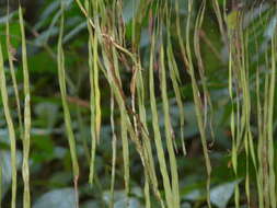 Image of Radiovittaria stipitata (Kunze) E. H. Crane