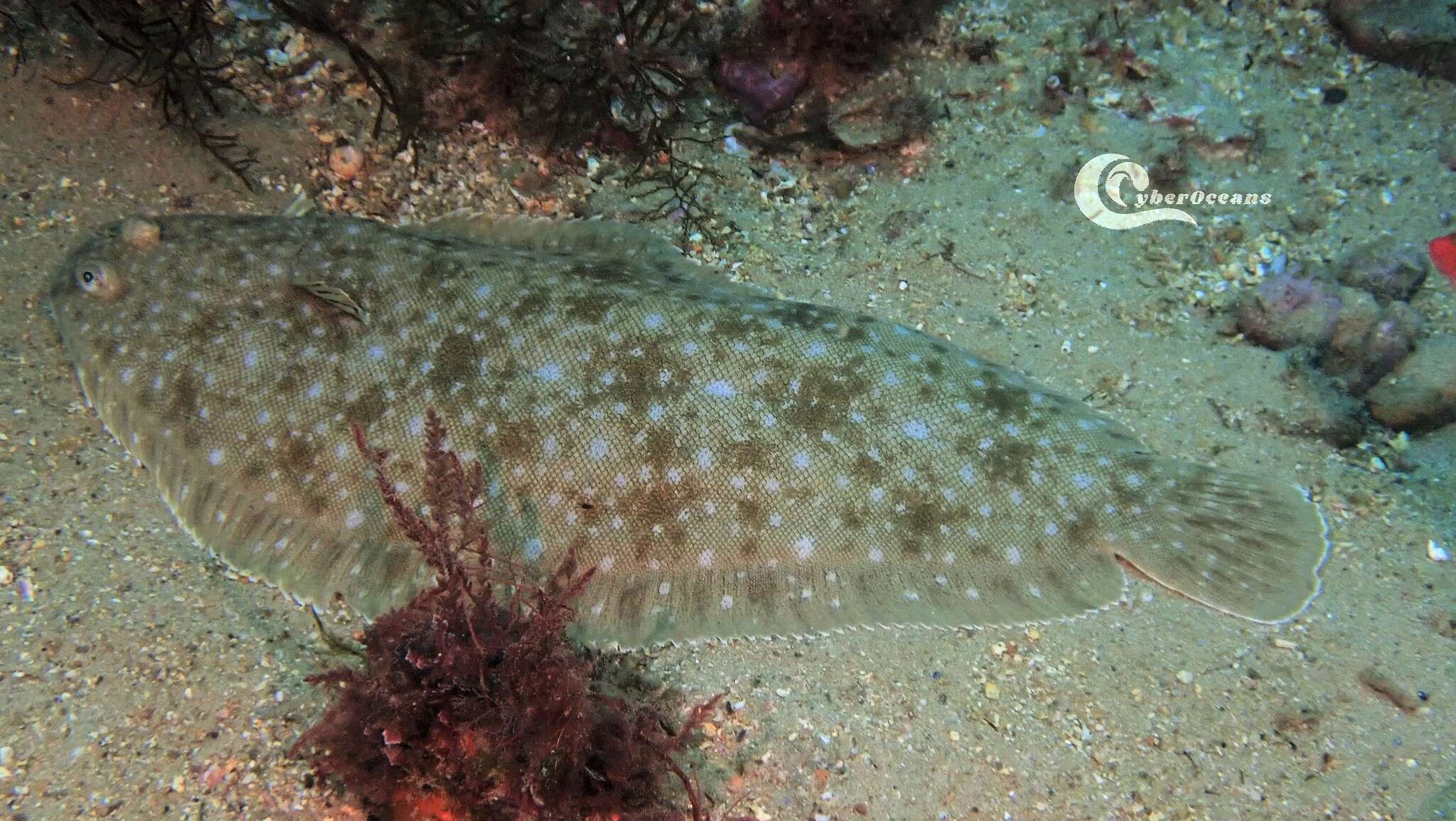 Image of Senegalese Sole
