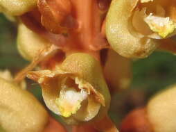 Image of Tall Gastrodia