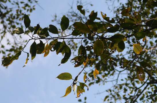 Ficus talbotii King的圖片