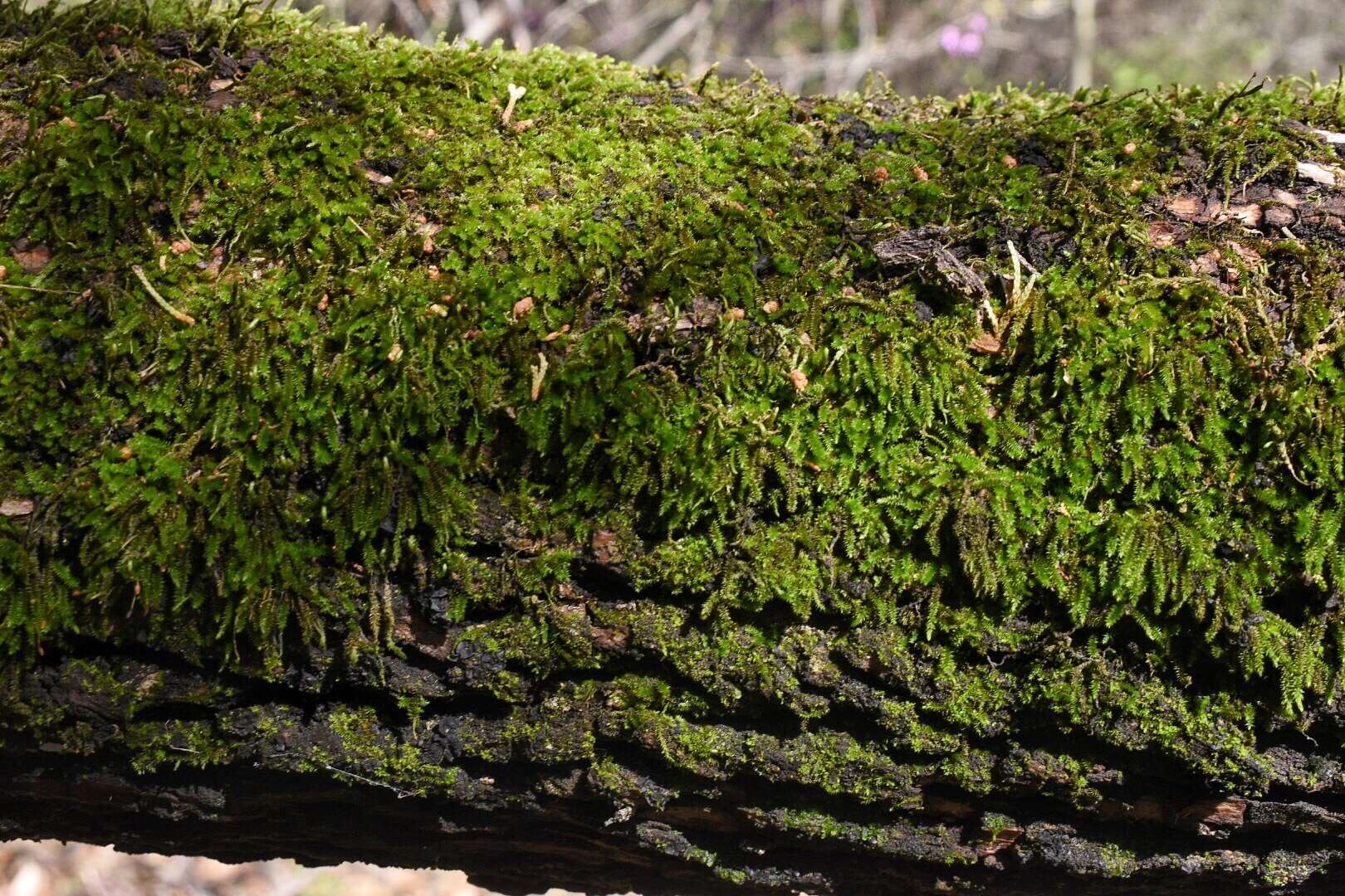 Image of leucodon moss