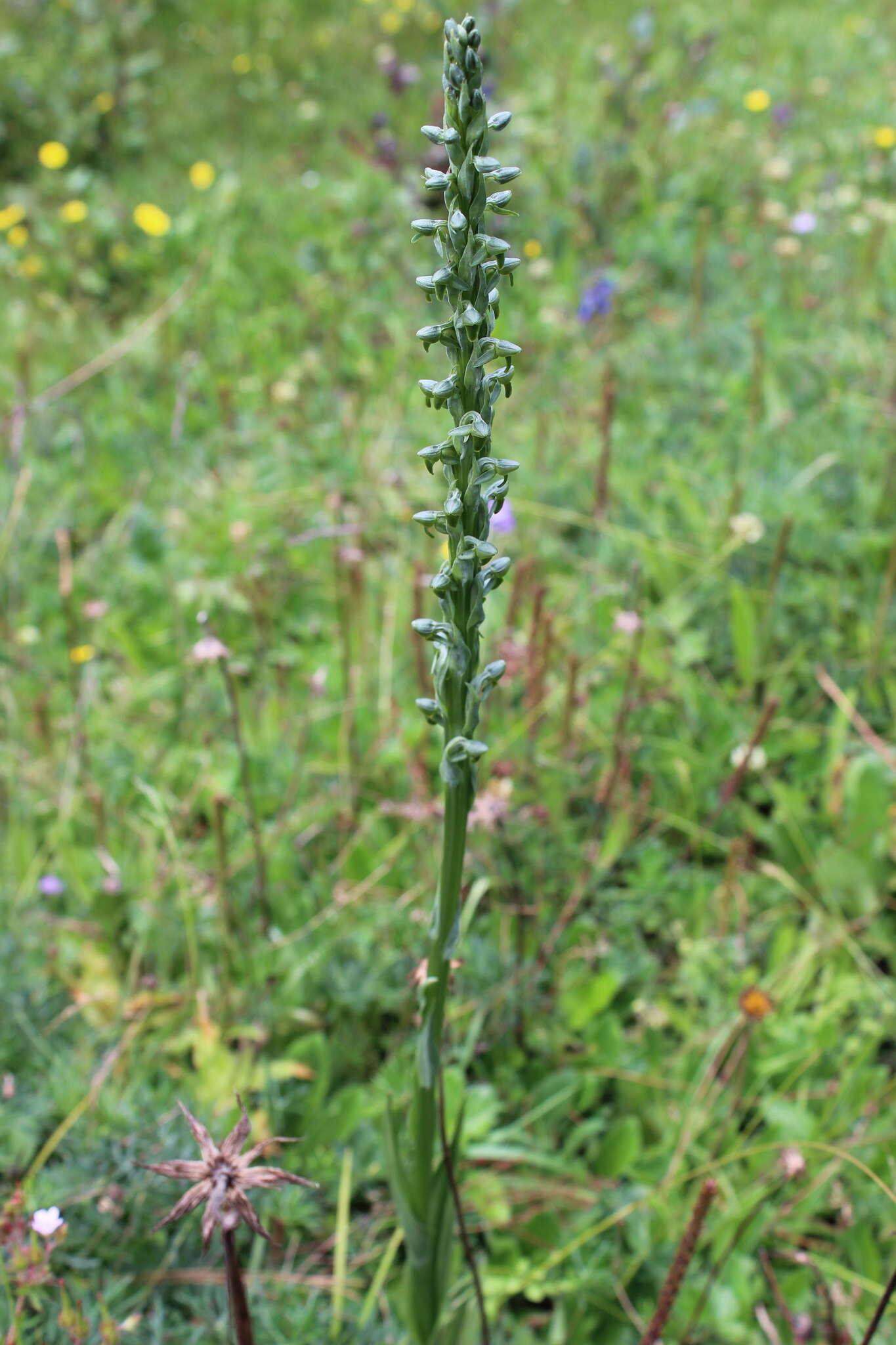 Слика од Coenoemersa volcanica (Lindl.) R. González & Lizb. Hern.