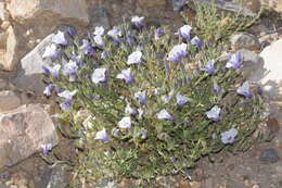 Image of Nierembergia pulchella var. macrocalyx (Millán) A. A. Cocucci & A. T. Hunziker