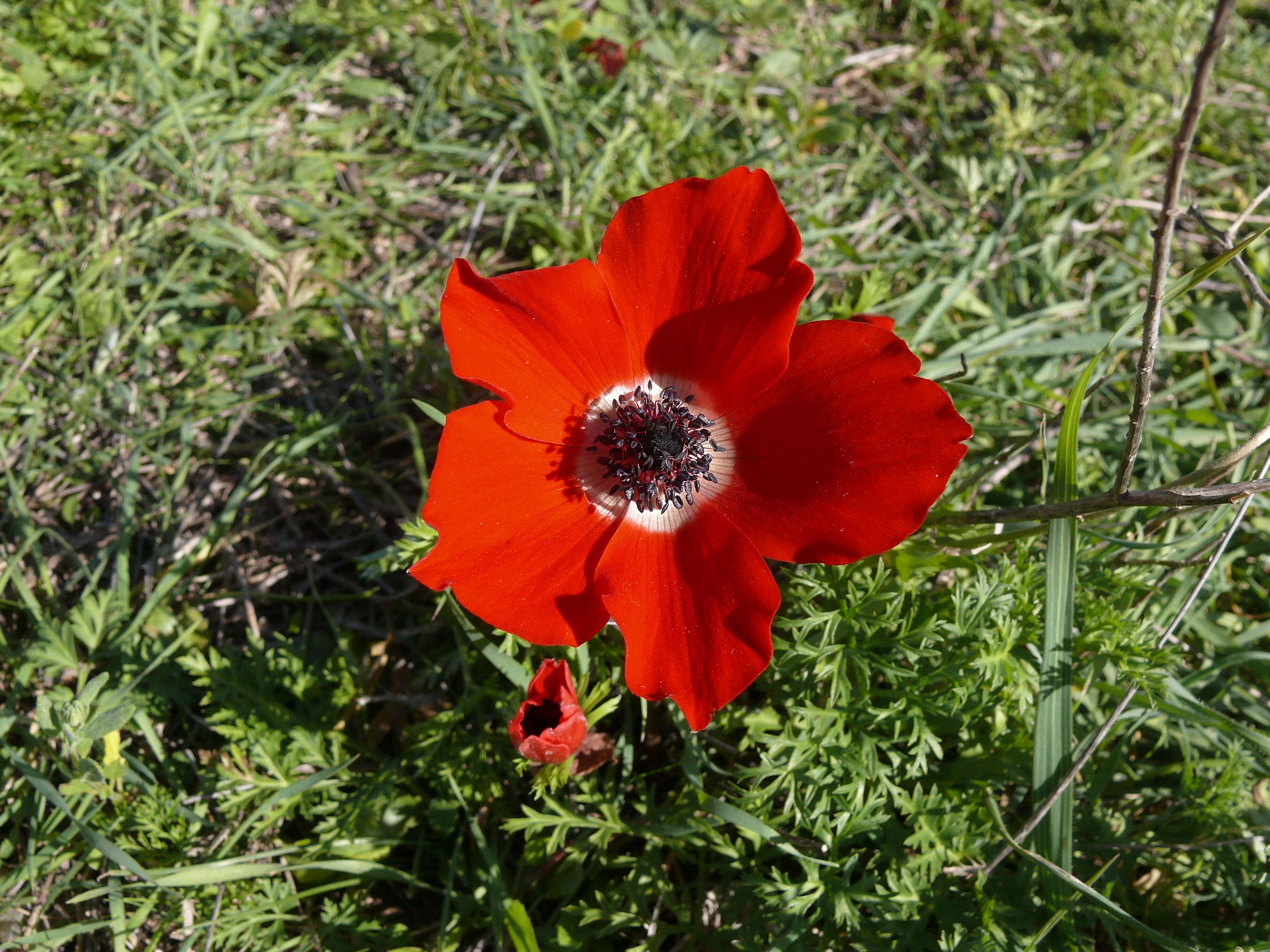 Image of lilies-of-the-field