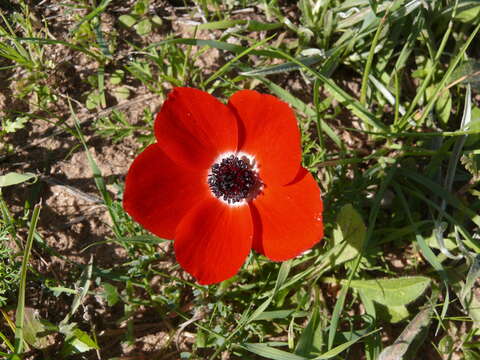 Imagem de Anemone coronaria L.