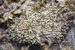 Image of Stony coral