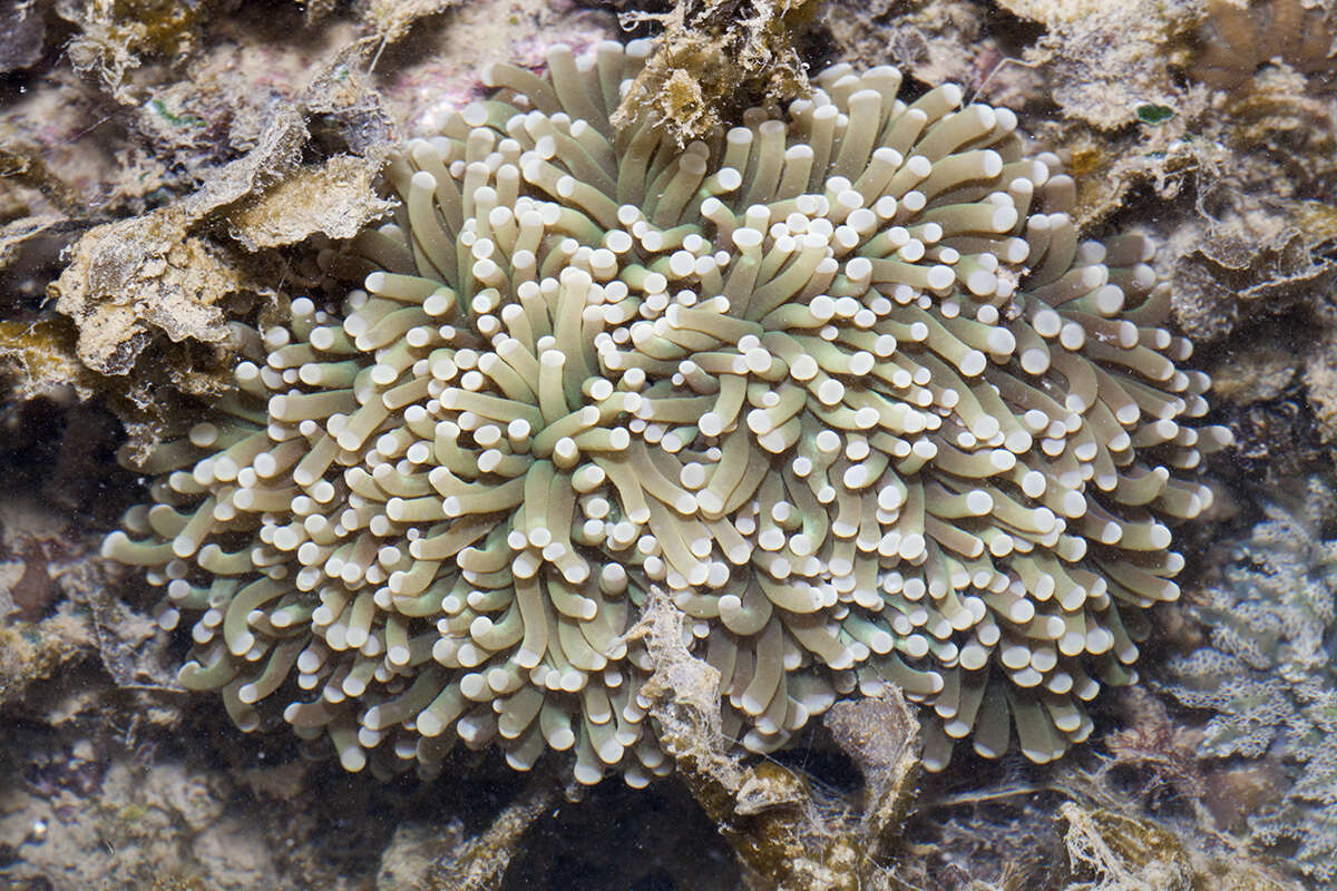 Imagem de Euphyllia glabrescens (Chamisso & Eysenhardt 1821)