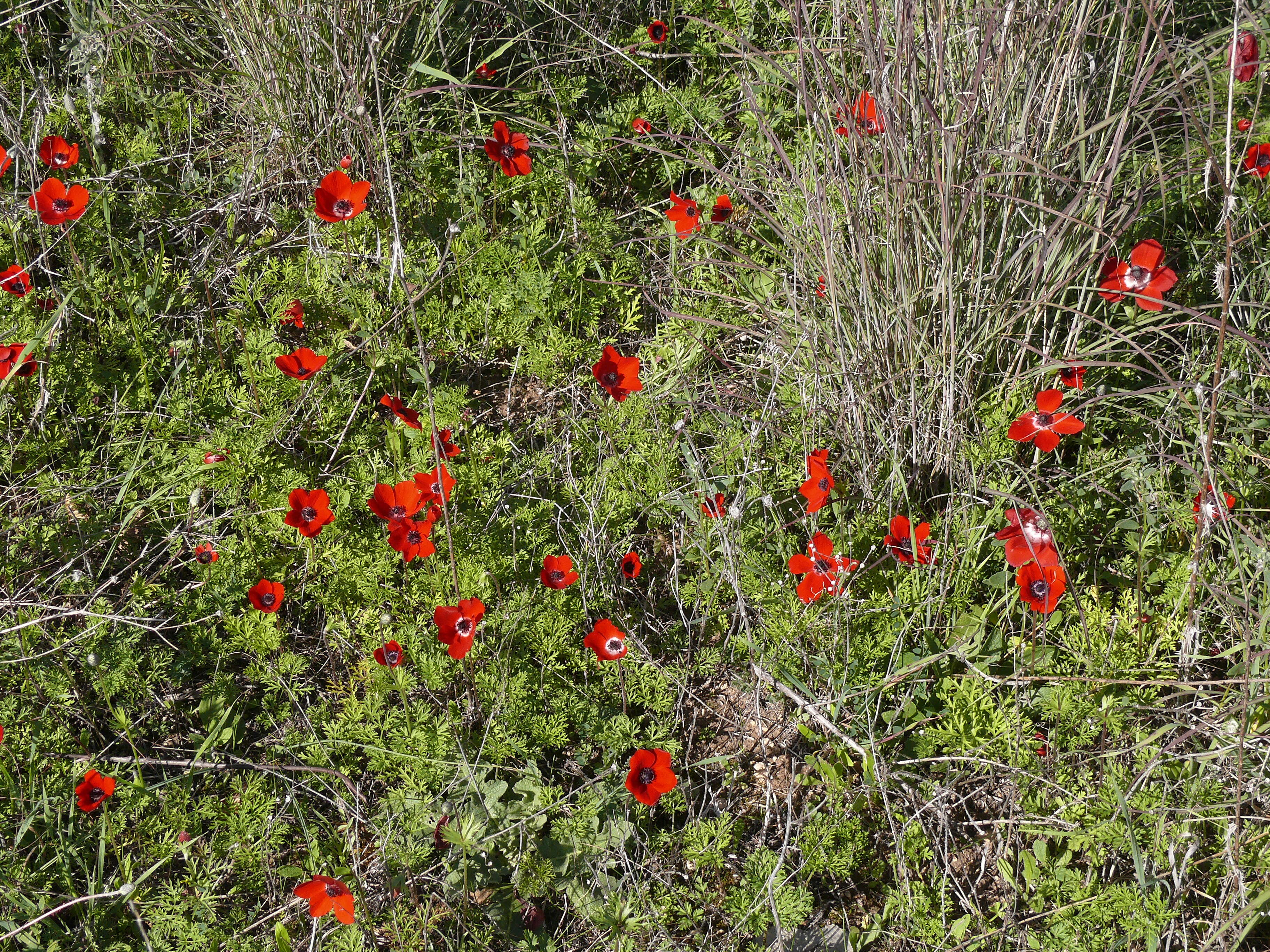 Imagem de Anemone coronaria L.