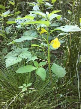 Image of Jewelweed