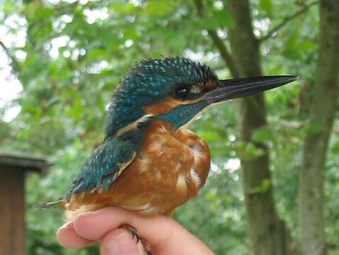 Image of Common Kingfisher