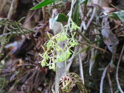 Image of green fly orchid