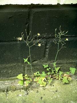 Image of Lactuca muralis