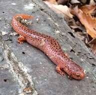 Image of Red Salamander