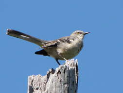 Image of Northern Mockingbird