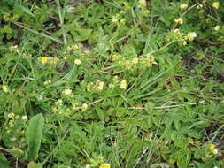 Image of Potentilla sundaica (Bl.) Kuntze