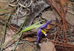 Image of Tigridia longispatha (Herb.) Goldblatt