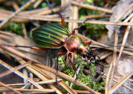 Carabus (Chrysocarabus) auronitens Fabricius 1792 resmi