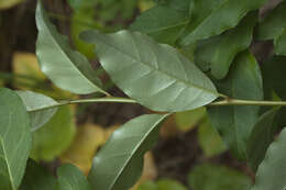 Imagem de Elaeagnus multiflora Thunb.