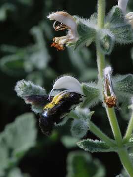 Image of Xylocopa iris (Christ 1791)