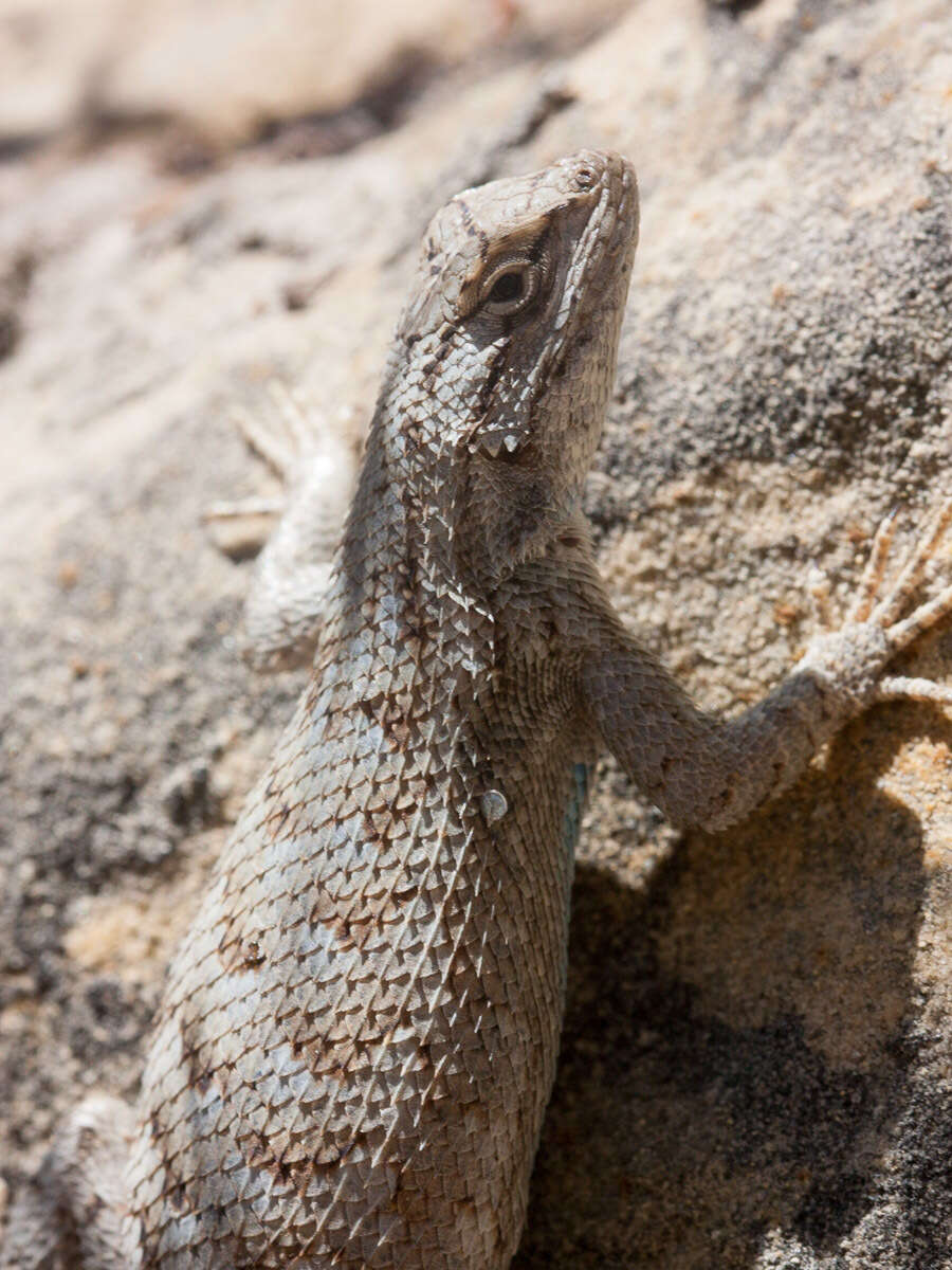 Image of Sceloporus tristichus Cope 1875