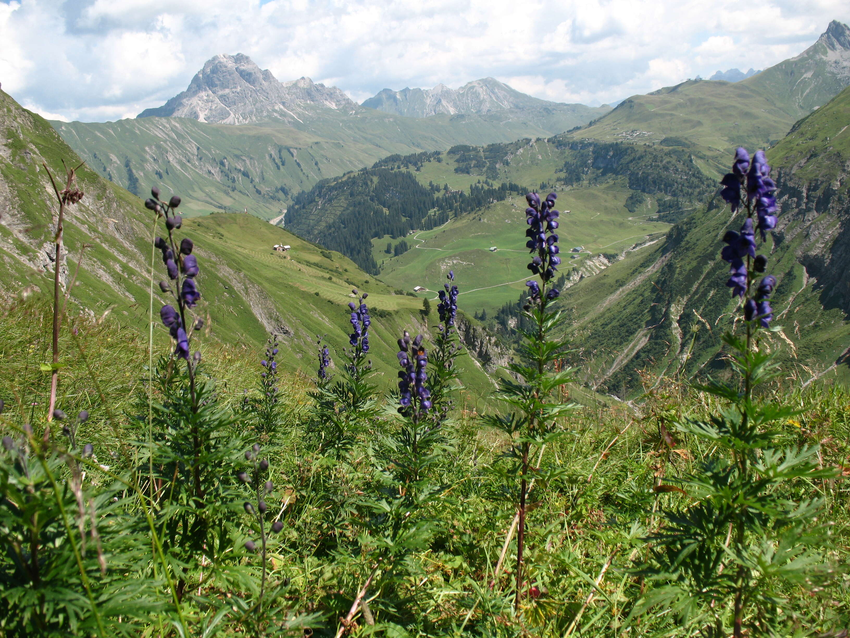 Слика од Aconitum napellus L.