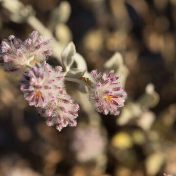 Image of Ptilotus obovatus (Gaudich.) F. Müll.