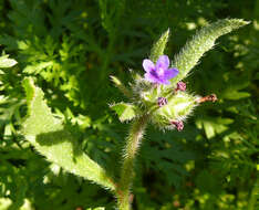 Image of Hormuzakia aggregata (Lehm.) Gusuleac