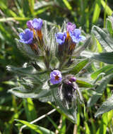 Image of alkanet