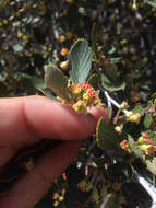 Image of Birch-leaf Mountain-mahogany