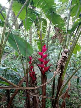 Image of Heliconia bourgaeana Petersen