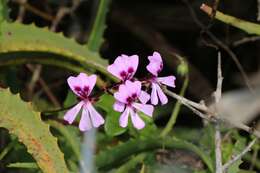 Image of Peltated Geranium