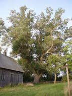 Image of Carolina poplar