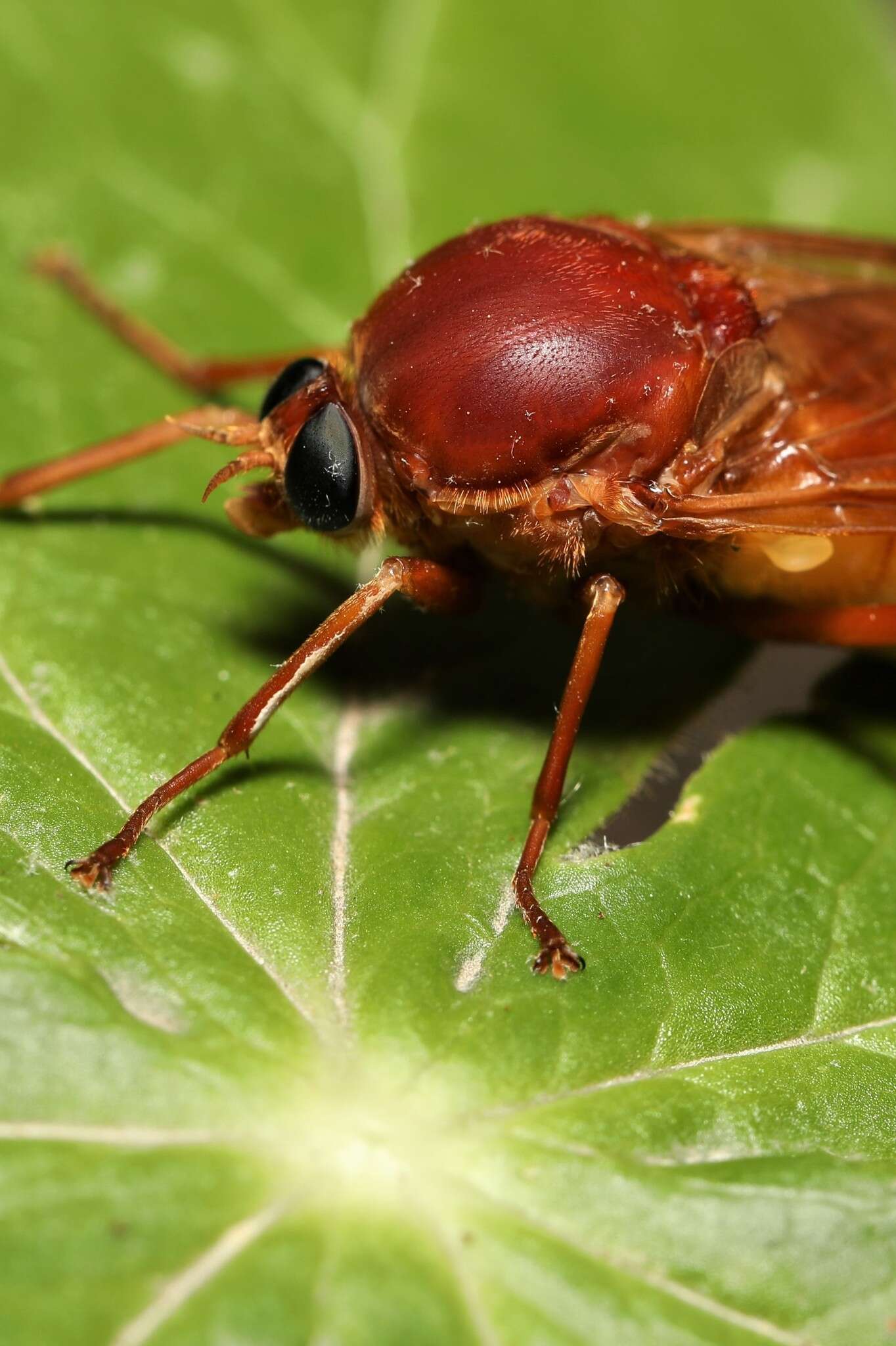 Image of Coenomyia