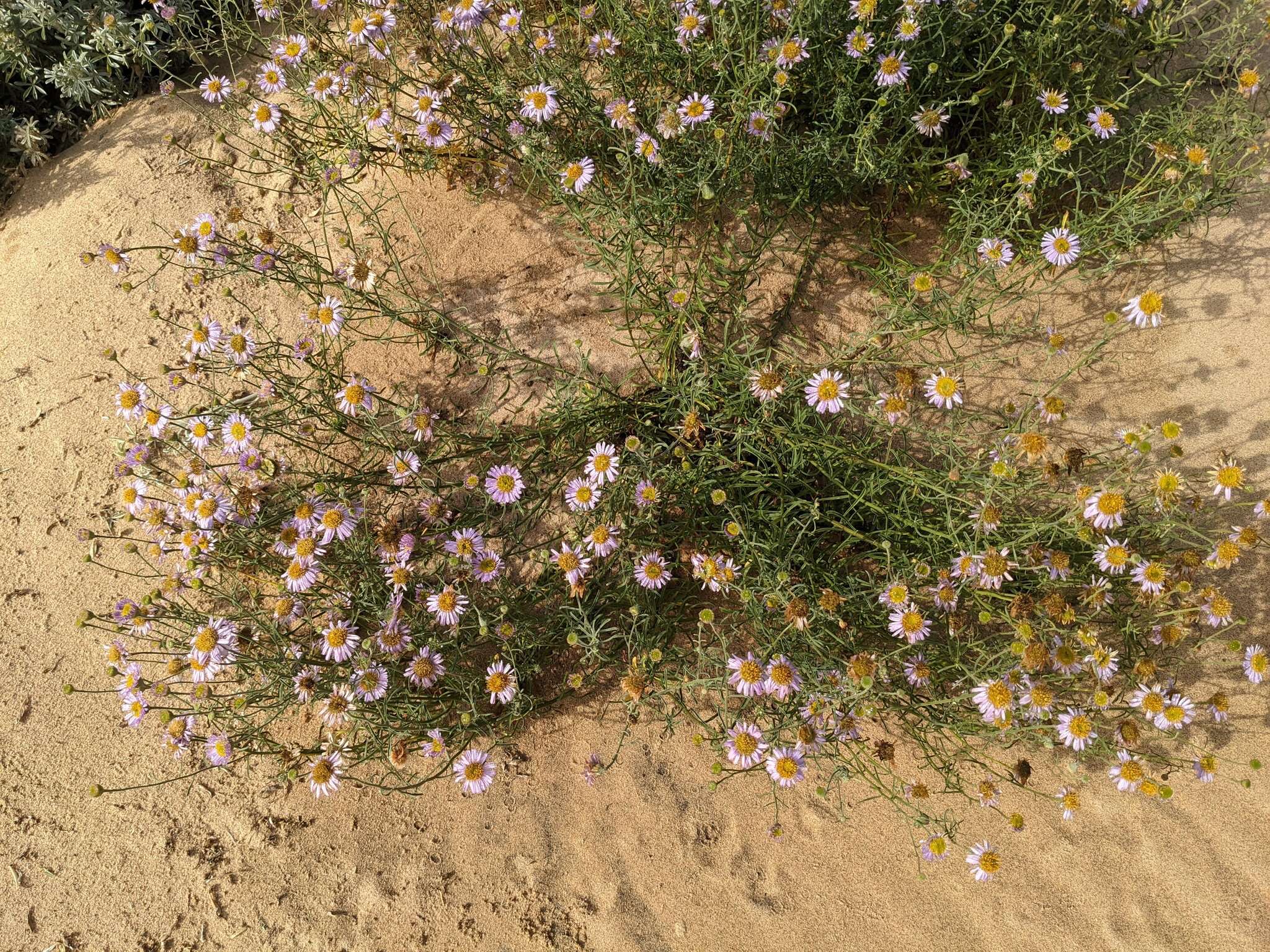 Image of Blochman's erigeron