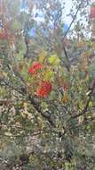 Image of Grevillea wickhamii Meissn.