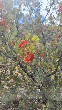 Image of Grevillea wickhamii Meissn.