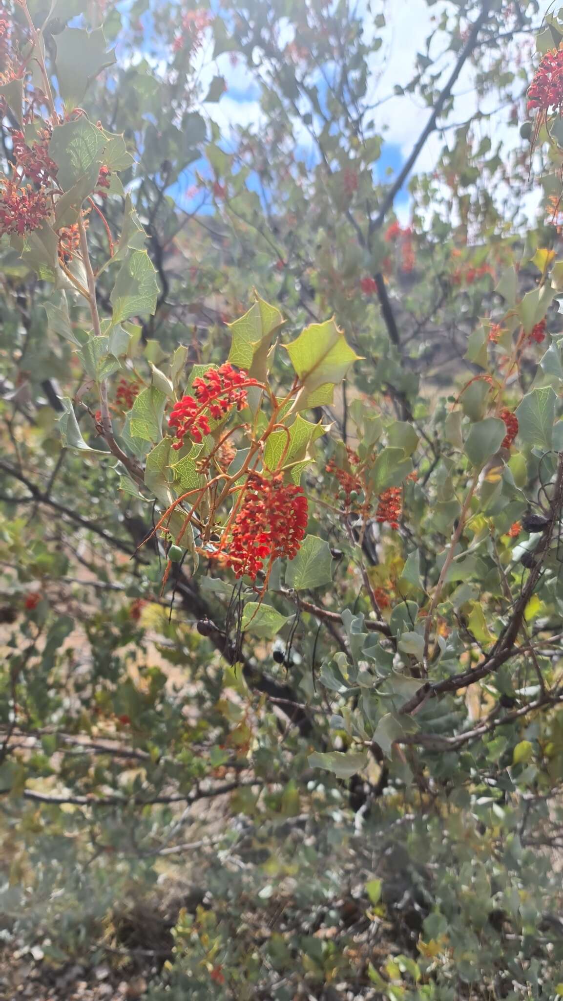 Image of Grevillea wickhamii Meissn.