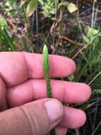 Image of southern bog clubmoss