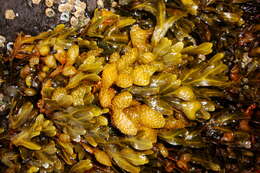 Image de Fucus distichus