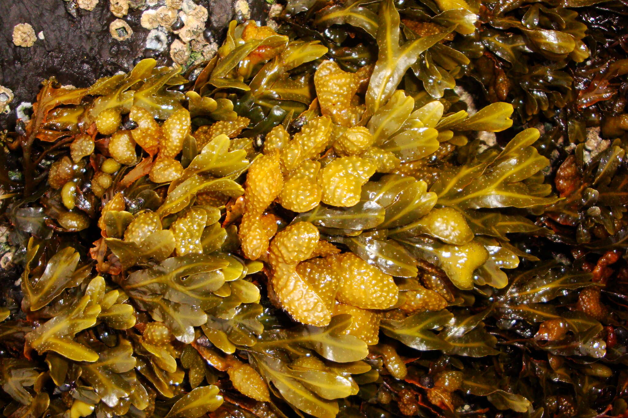 Image of Fucus distichus