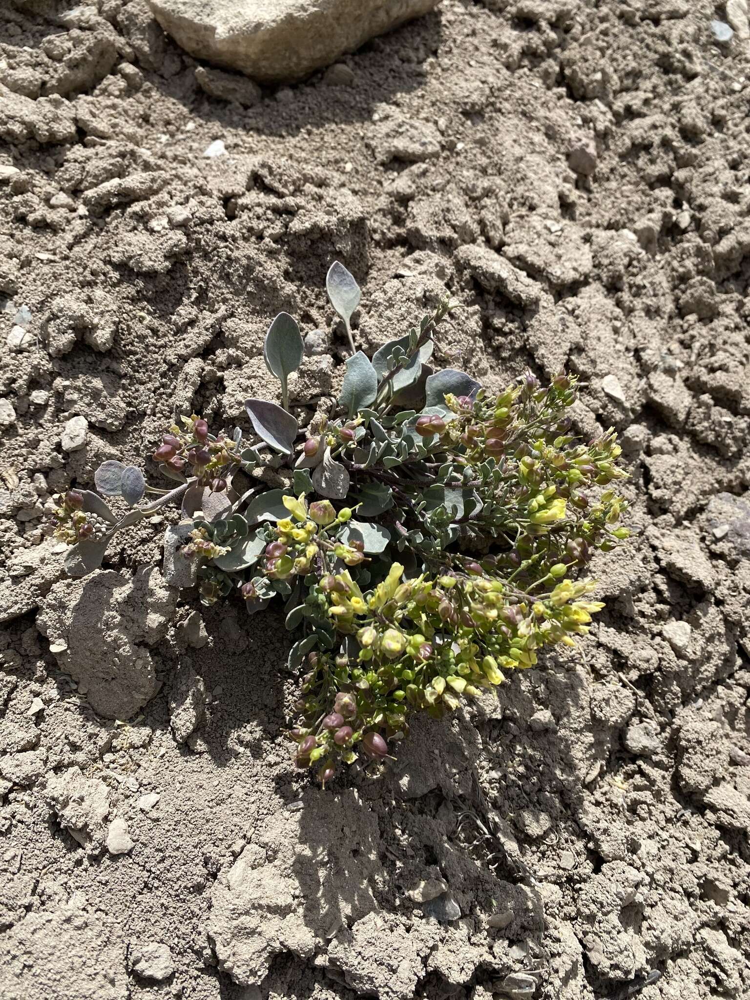 Image of Pagosa Springs bladderpod