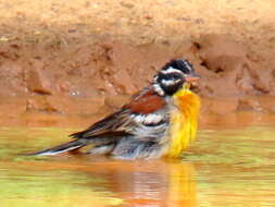 Imagem de Emberiza flaviventris flaviventris Stephens 1815