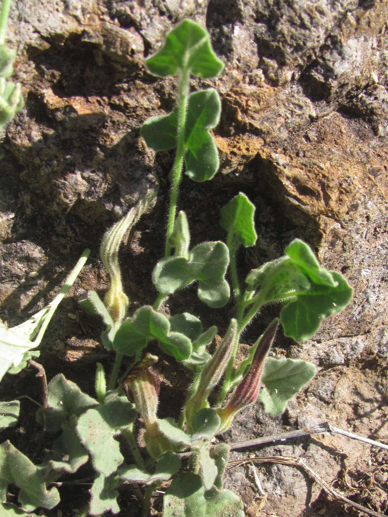 Image de Aristolochia wrightii Seem.