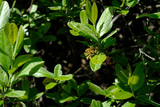 Image of Combretum moggii Exell